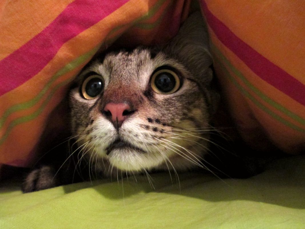 A scaredy cat 😨