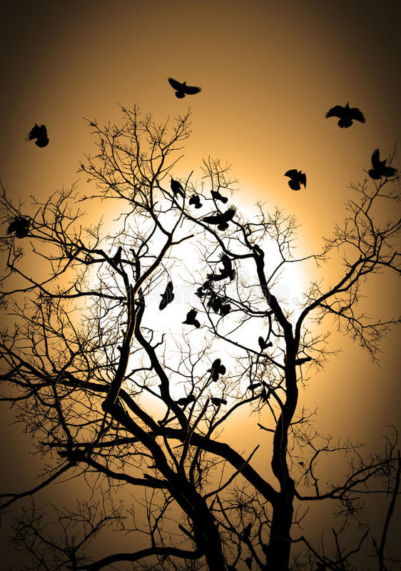 On Yonder High Branch