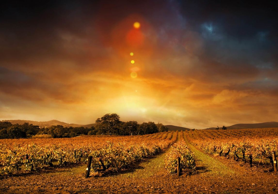 THE WINERY