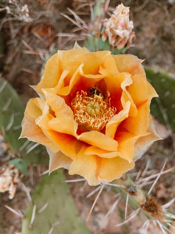 Cactus Flower