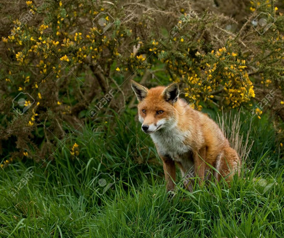 The beautiful countryside 🦊