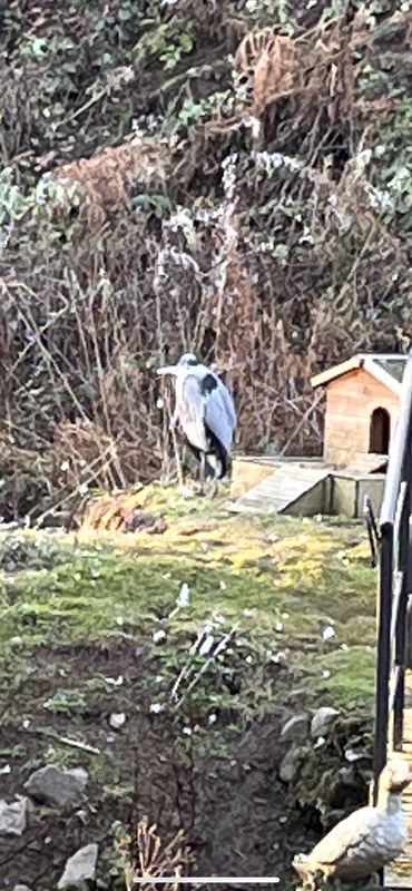 My Humungous Heron 🤣