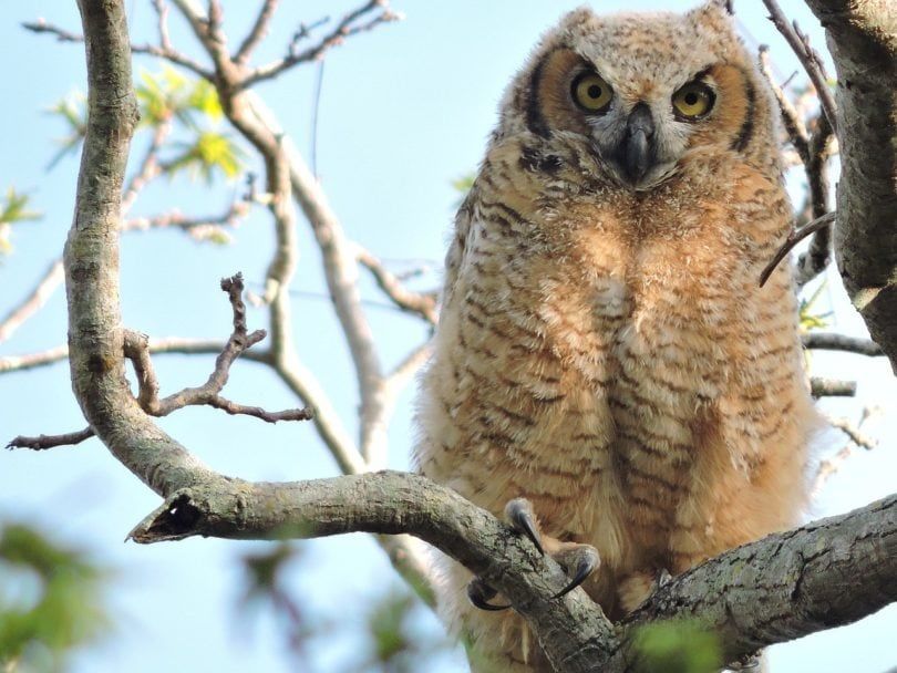 Little brown Owl 🦉