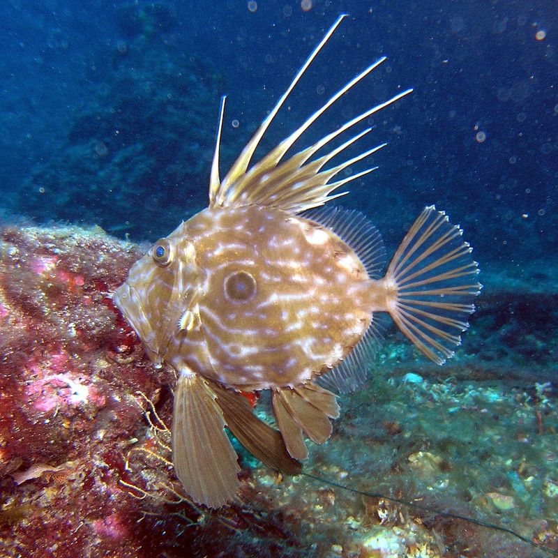 John Dory 🐠