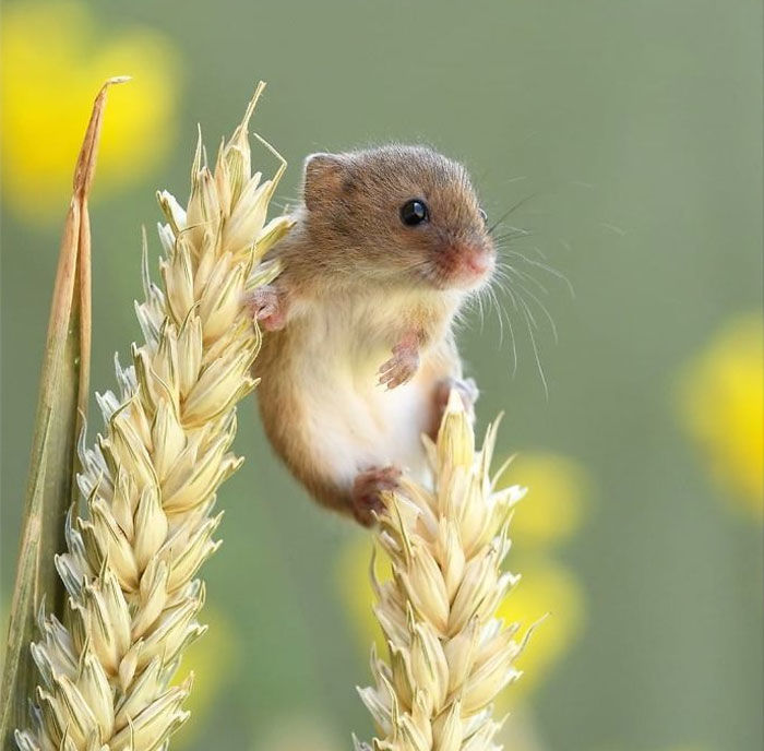 Little harvest mouse 🐭