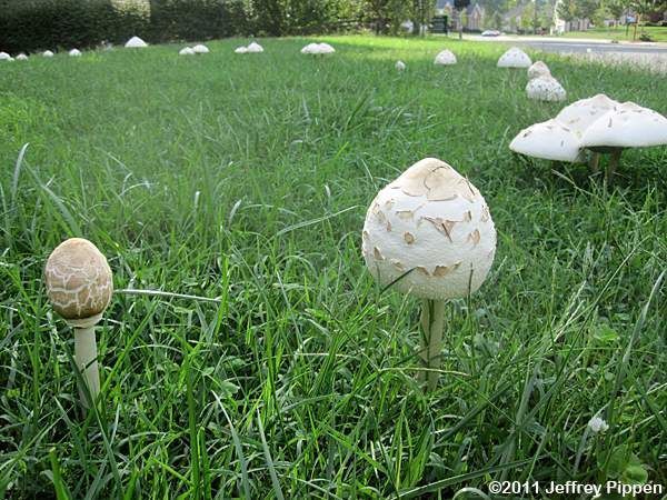 The mystery of the mushroom 🤣