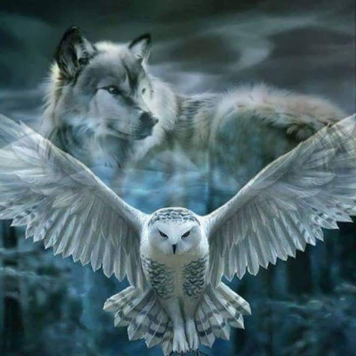 THE OWL AND THE WOLF