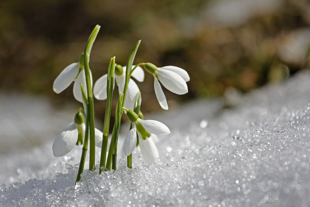 Melancholy snowdrop