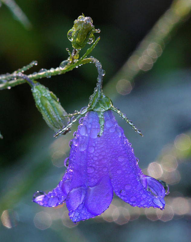 Bluebells