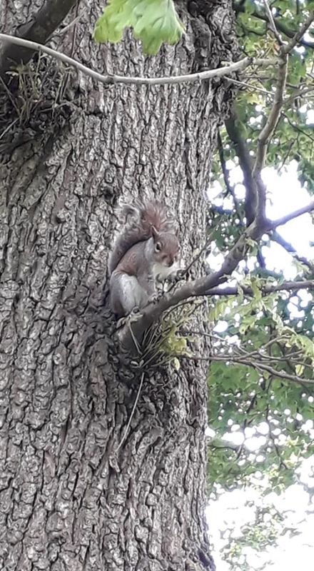 Bold Squirrel