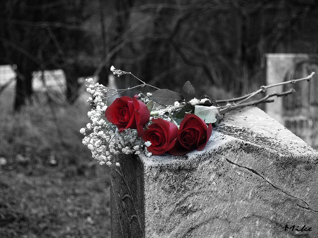 Roses for Elise