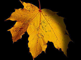 I was a leaf on a tree