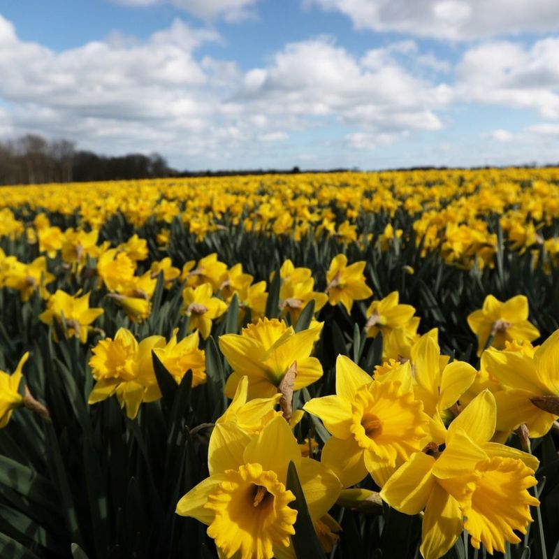 Where Daffodils Rise By Jayne Davies