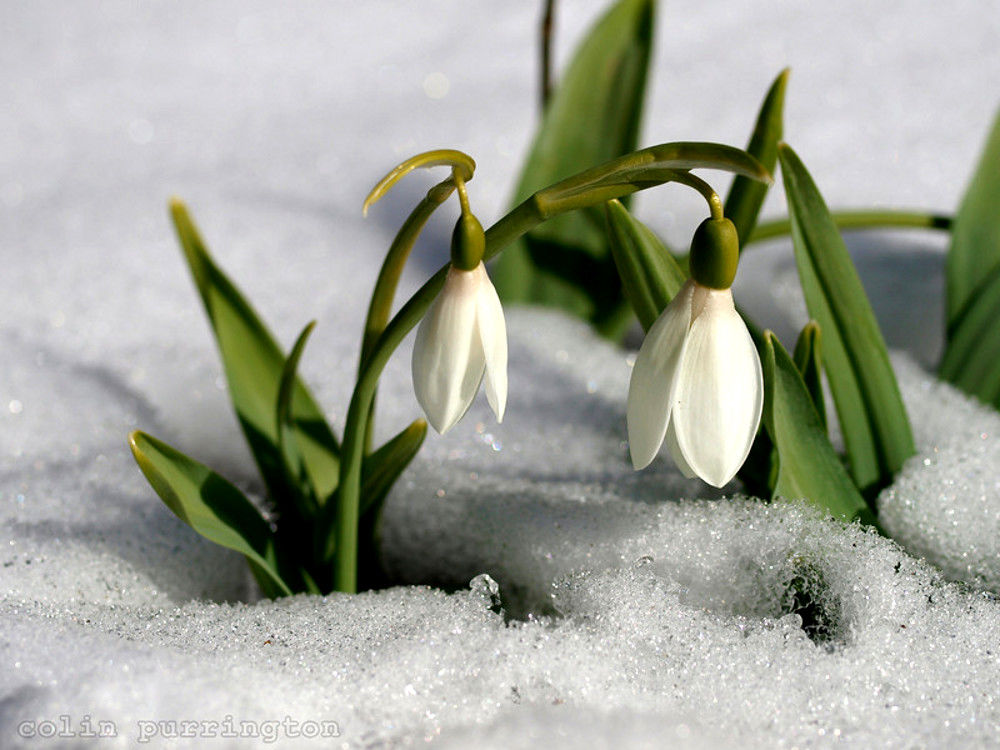 Will it snow?βοΈ