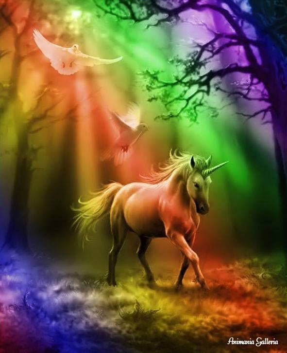 RAINBOWS + HORNS