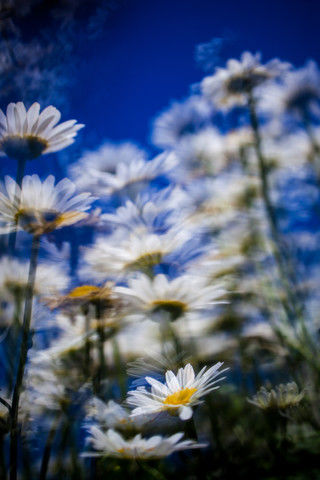 ghost daisies