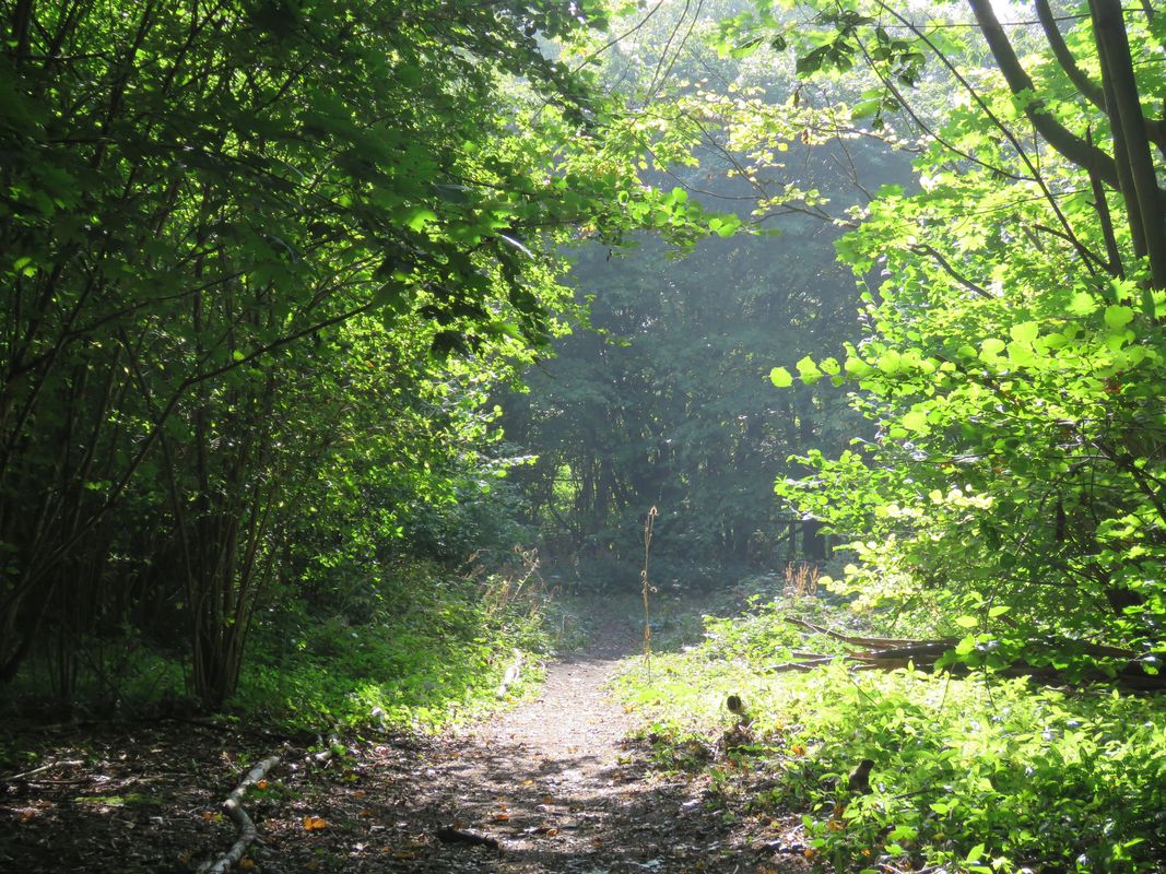 The Country Lane