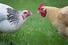 The Lunatic Inside Me iz a hen pecking noose hens.