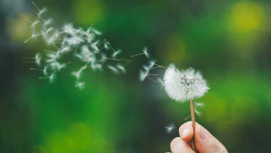 THE WIND