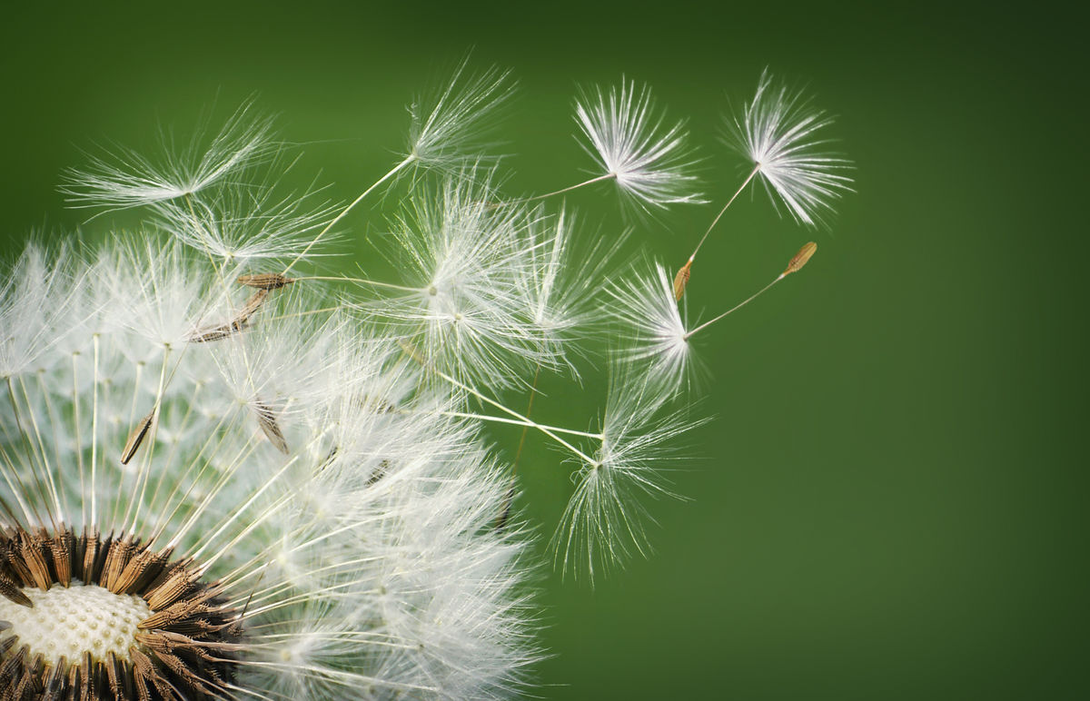 Dandelion