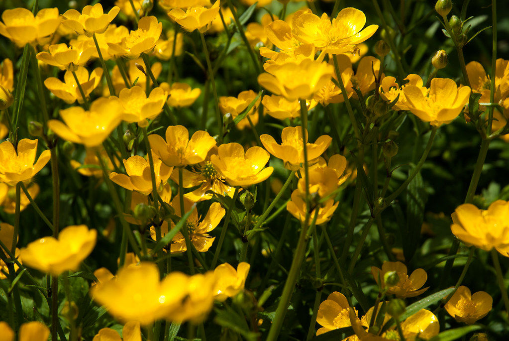 Buttercup