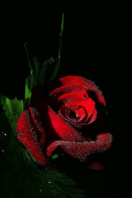 RosΓ©