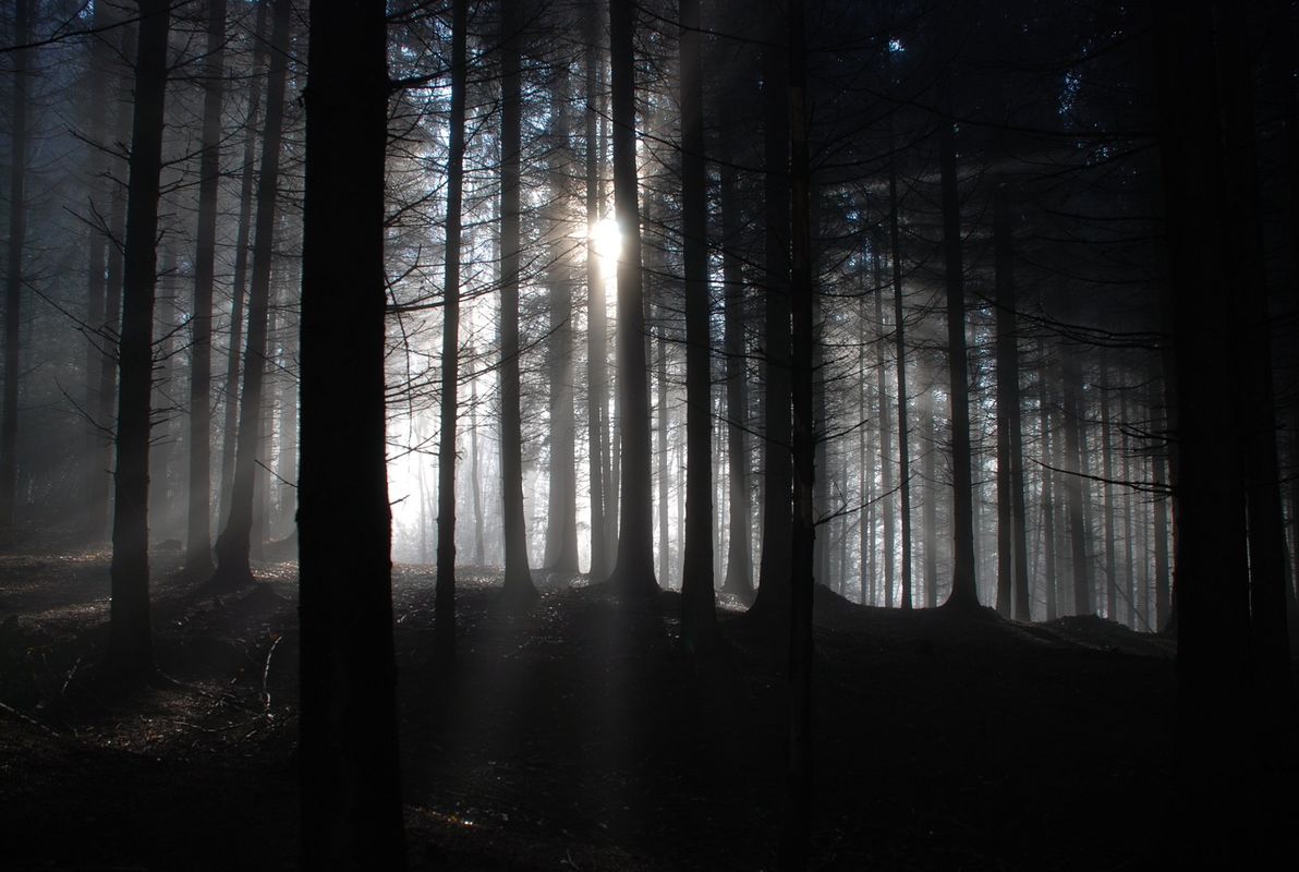 LYING IN THE FOREST.