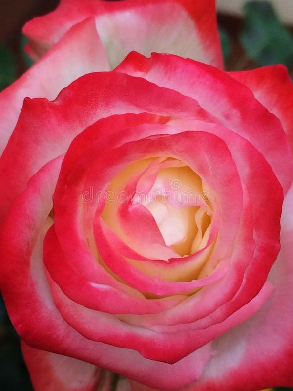 Pretty painted pastels of portray 🌹