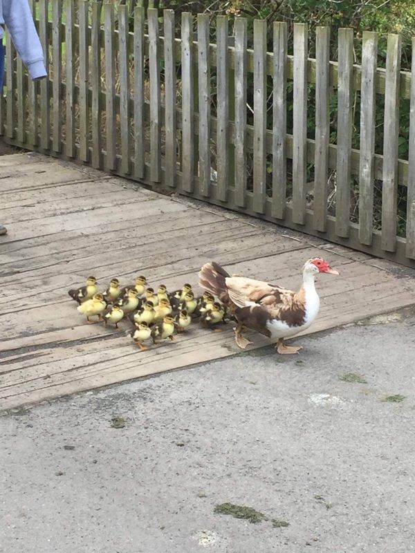 Feathers & Faeces 🦆