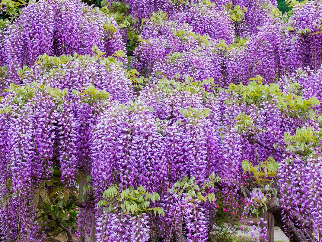 Wisteria