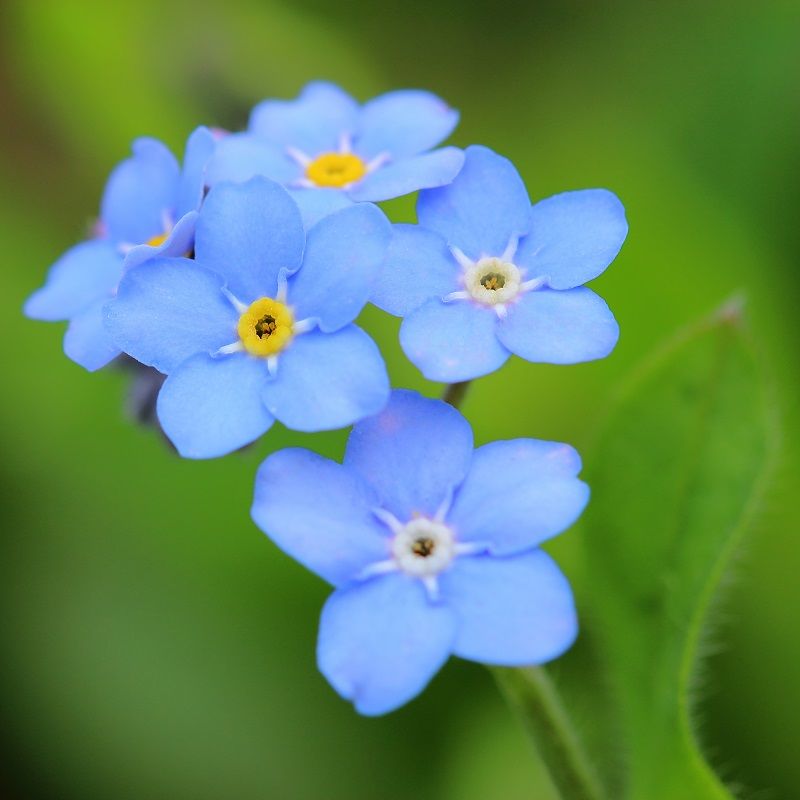 Forget me Not
