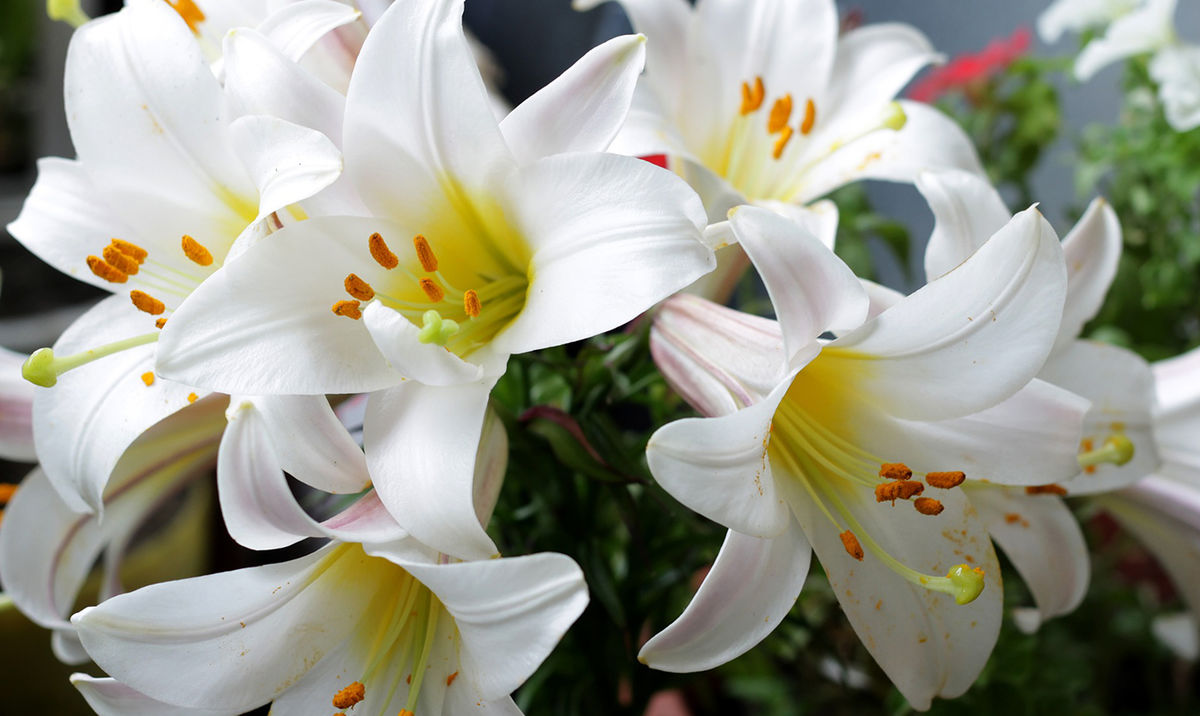 Easter Lily