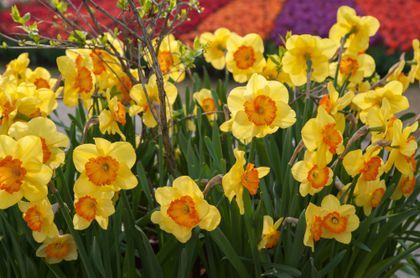 Our Springtime bloom 🌼