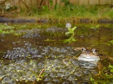 Ten tiddly tadpoles 🐸