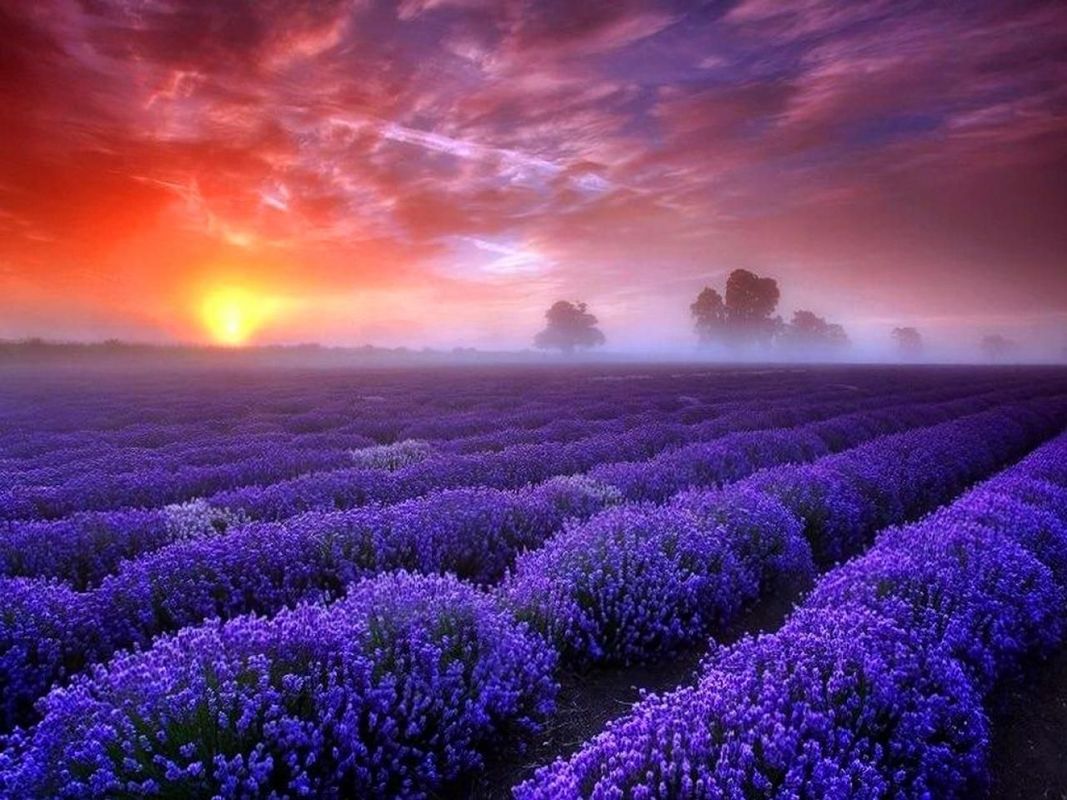 Provence Lavender - Poem by ℙ𝕆𝔼𝕋𝔼𝕊𝕊𝔻𝔸ℝ𝕂𝕃𝕐