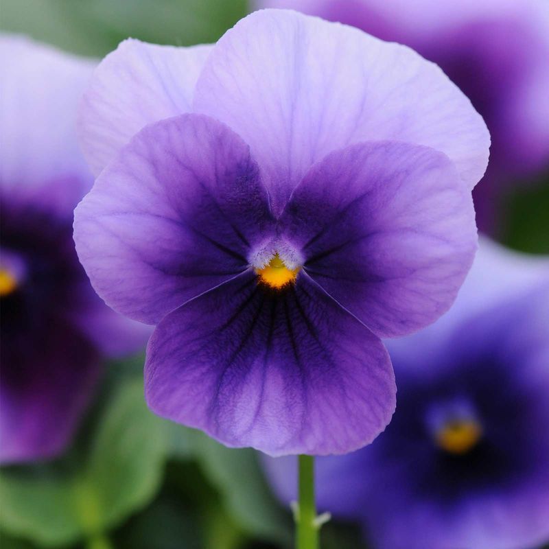 Viola