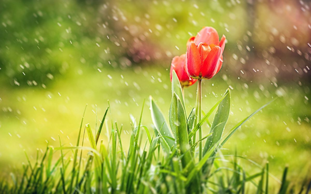 spring rain wallpaper hd