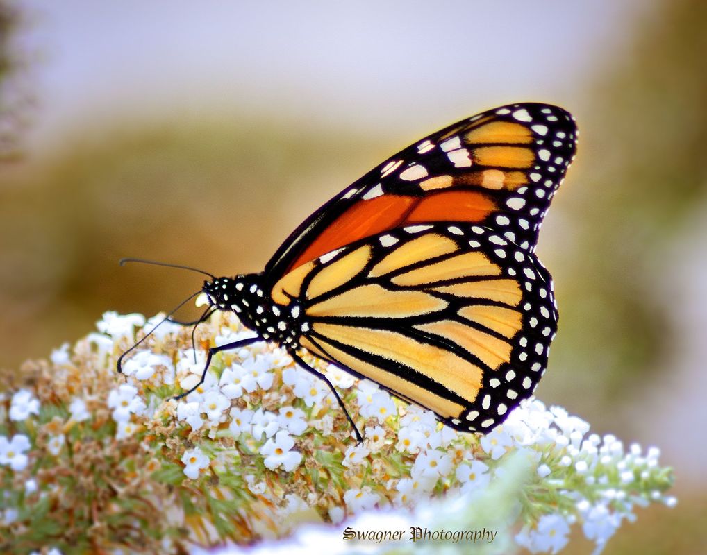 BUTTERFLIES