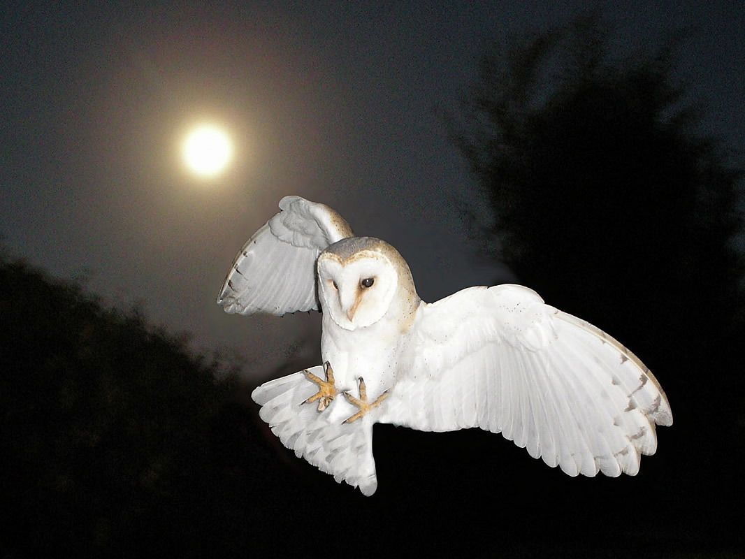 By the light of the misfy moon 🌚