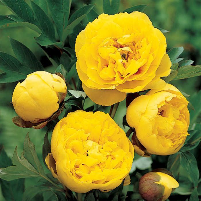Paeonia
