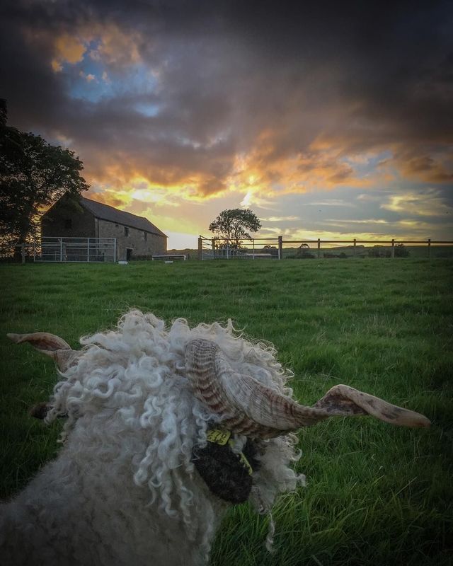 A countryside delight đź’š