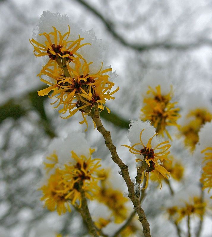 Witch Hazel