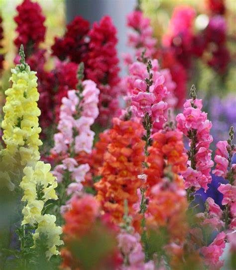 Snapdragon