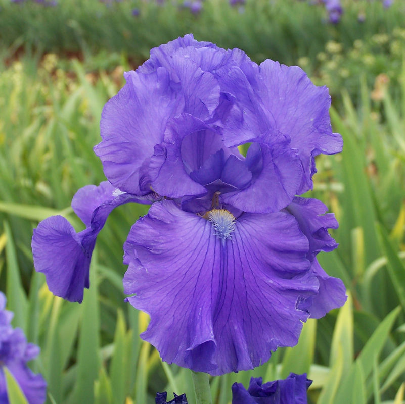 Bearded Irises