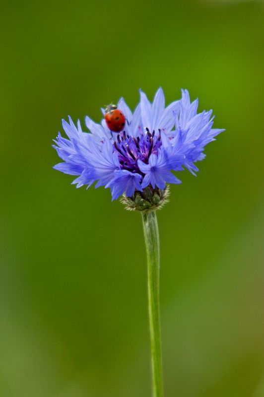 Bachelor Buttons