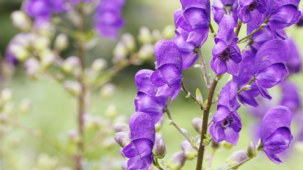 Aconite