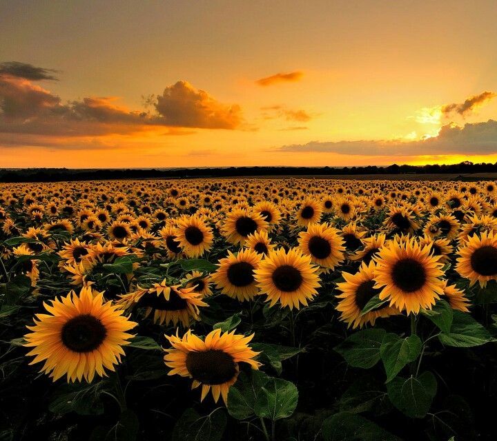 Sunflower Field