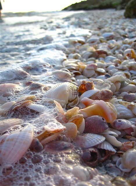 the colour of seashell