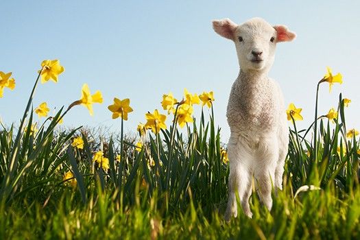 To Know Spring
