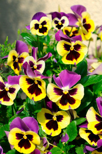 FLOWER BOX